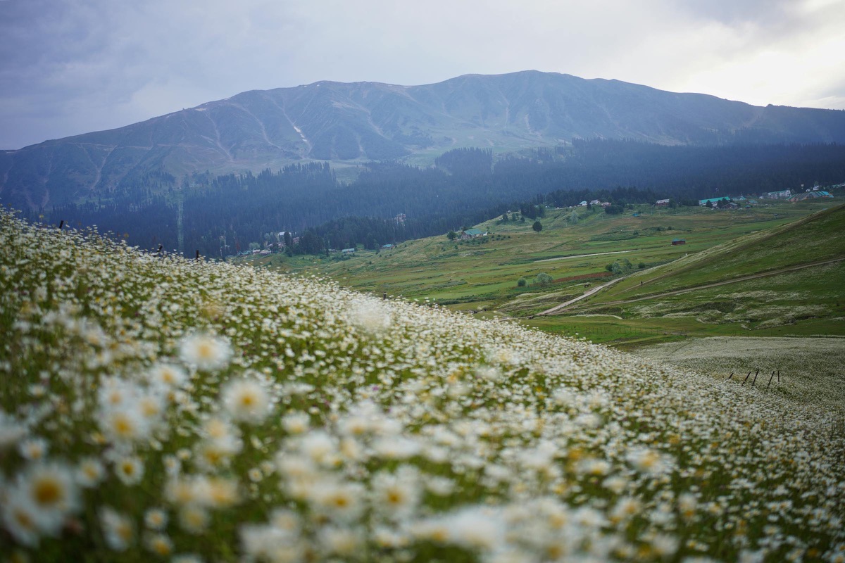 A green meadow in Gulmarg with daisies and mountain scenery
