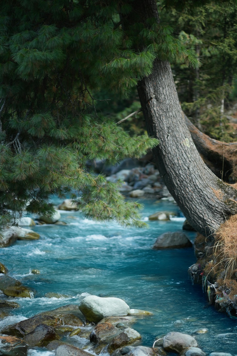 A turquoise river flowing through pine forest near Sonamarg