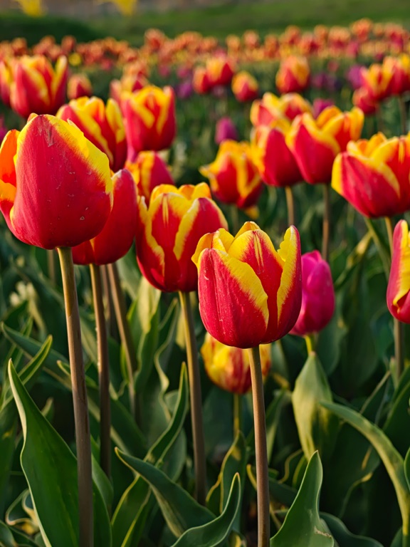Red and yellow tulips blooming in a Srinagar garden